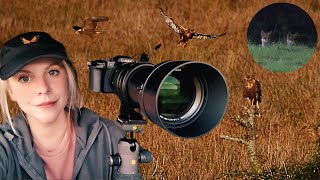 Marsh Harriers amp Kingfisher at Wamsley Sanctuary Tower Hide Cornwall UK  September Evening Visit [upl. by Choo]