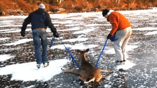 Deer gets rescued from frozen lake  Bambi on Ice [upl. by Germaine860]