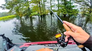 Fishing In The Trees  Fall Fishing Tournament on Chickahominy River [upl. by Lattimer]