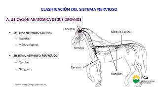 Ontogenia del sistema nervioso [upl. by Dianthe]