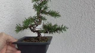 Bonsai juniperus [upl. by Aitra]