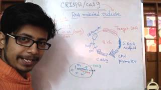 Crispr Cas9 Genome Editing System [upl. by Bohner]