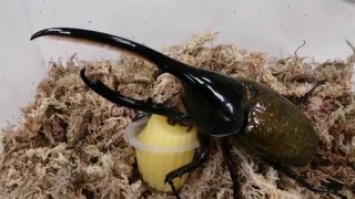 Dynastes hercules lichyi feeding Beetle Jelly [upl. by Dannel]