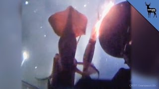 Jumbo Squid Angrily Attacks Greenpeace Submarine [upl. by Hindu902]