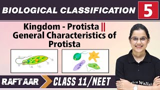 Biological Classification 05  Kingdom  Protista l Characteristics of Protista l Class 11NEET [upl. by Swanson]