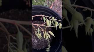 Radish Seed Pods Developing farmlife gardening vermicompost garden farming homesteading [upl. by Silloc]