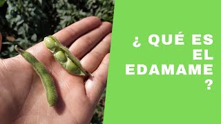 Edamame  Qué es y como se cultiva [upl. by Ynobe]