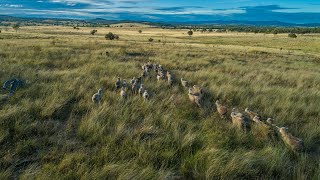 For Sale  Warroo Station Queensland [upl. by Deonne]