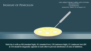 Bioassay of penicillin [upl. by Yltnerb529]