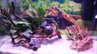 37 litre Shrimp tank New eheim corner 60 filter [upl. by Bryan947]