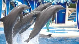 The Complete SeaWorld quotBlue Horizonsquot Dolphin Show [upl. by Attenal971]