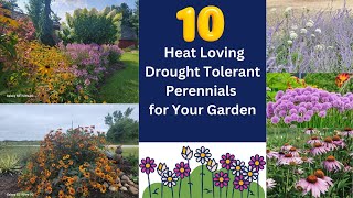 Heat Loving Drought Tolerant Perennials [upl. by Danzig]