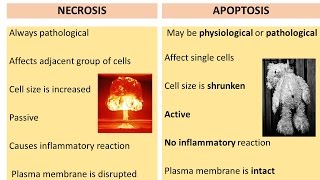 APOPTOSIS PART 2 Necrosis Vs Apoptosis Diagnosis Necroptosis Pyroptosis [upl. by Billye]