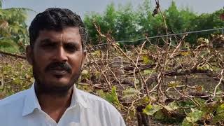 quotDormexquot ll Mixing process ll Grapes information ll video india vijayapur grape [upl. by Clareta158]