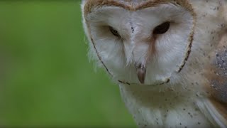 Luna Learns How to Fly  Super Powered Owls  BBC Earth [upl. by Aiuqes]