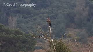 Whitetailed Eagle  Poole Harbour  17th September 2023 [upl. by Dnomse]