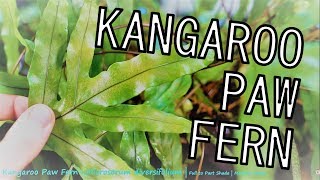 Best Beginner Houseplant Fern Kangaroo Paw Fern  Microsorum diversifolium [upl. by Harbed101]