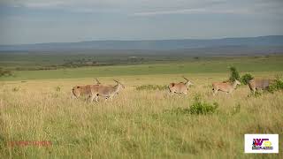 Elands In The Magical Masai Mara [upl. by Luy]