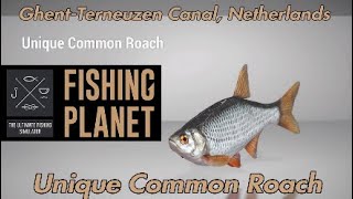 Unique Common Roach  GhentTerneuzen Canal Netherlands  Fishing Planet Guide [upl. by Irab]