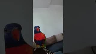 Rainbow lorikeet talking parrot [upl. by Sinnylg21]