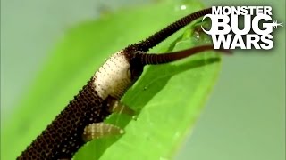 Harvestman vs Velvet Worm  MONSTER BUG WARS [upl. by Foley]