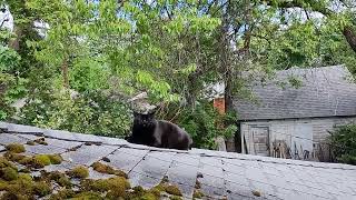 My Cat and a squirrel chatting [upl. by Weinhardt325]