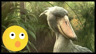 Unique Birds The Shoebill [upl. by Rose]