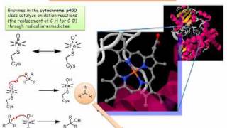 Cytochrome P450 Radicals in a Biochemical Setting [upl. by Rushing]