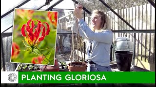 How to plant Gloriosa bulbstubers  FarmerGracycouk [upl. by Nirad596]