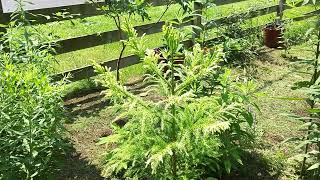 Sekkansugi Japanese Cedar Cyptomeria japonica SekkanSugi in Kilbride Ontario Canada [upl. by Enitsirc]