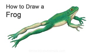 How to Draw a Frog Jumping [upl. by Synn271]