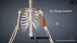 M biceps brachii [upl. by Nahgen]