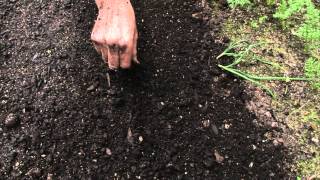 How to sow a seed directly into garden [upl. by Anilegna]