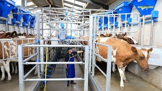 Milk production up Feed cost down See How [upl. by Sheedy]