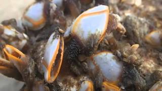 goose barnacles moving [upl. by Anivid]