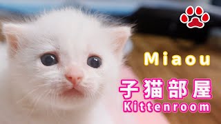 子猫部屋 【Kitten room】 [upl. by Magdala]