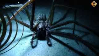 Riesen Spinne zu Besuch in meiner Werkstatt big spider Teil 1 Von MMolterVideo [upl. by Pilihp]