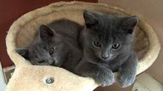 Chatons chartreux de 2 mois [upl. by Llerral]