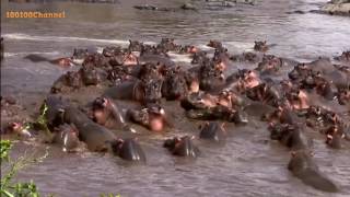 Hippos Destroys Crocodile Rare Footage [upl. by Ailegra]