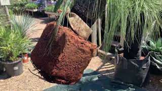 Potting up a Grass Tree  Xanthorrhoea preissii [upl. by Esinet236]