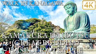 【 KAMAKURA DAIBUTSU 鎌倉大仏  HASEDERA TEMPLE 長谷寺 】 Walk in Kanagawa 神奈川 4K [upl. by Blumenfeld]