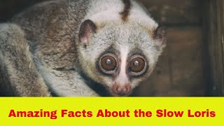 5 Amazing Facts About the Slow Loris [upl. by Wichman]