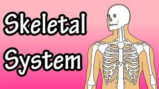 The Skeletal System  Skeletal System Functions  Skeletal System Basics [upl. by Ainos]