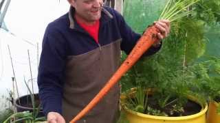 Allotment Diary Aug 23  Pulling the first Enormous Show Carrot [upl. by Shae]