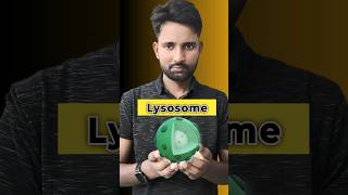 Lysosome Suicide Bag in Human Cell  LearnWithAnuragSir viralvideo trending shorts fact [upl. by Aneeh910]