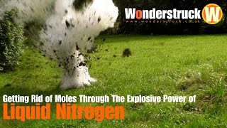 Getting Rid of Moles Through the Explosive Power of Liquid Nitrogen [upl. by Platus]