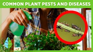 Eliminate Plant Pests and Diseases Naturally 🌸✅  6 Effective Home Remedies [upl. by Enimrac]