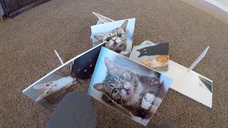 FAMOUS CATS BIRTHDAY BASH  BTS [upl. by Kiley]