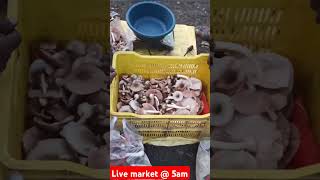 Livr Mushroom market 5am मशरुम का मार्केट mushroomcultivation मशरूम mushroom [upl. by Cohdwell]