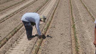 How Scientists Help Farmers Protect Crops and the Environment  Sci NC [upl. by Las]